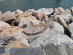 SX27434 Boat carved out of harbour rocks.jpg